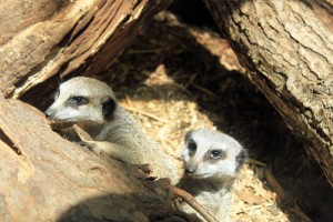 zoo London