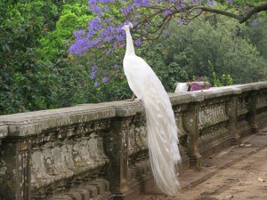HD-White-Peacock